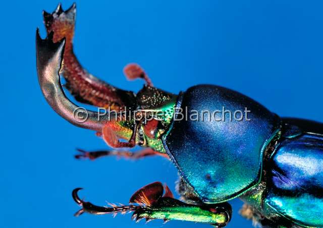 Lamprima adolphinae.JPG - in "Portraits d'insectes" ed. SeuilLamprima adolphinae maleLamprimastag beetleColeopteraLucanidaeNouvelle Guinee